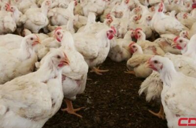 PLD denuncia crisis avícola: productores pierden RD$11 por libra y consumidores pagan hasta RD$100