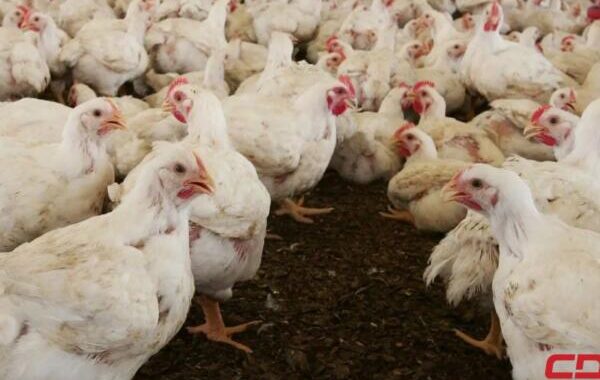 PLD denuncia crisis avícola: productores pierden RD$11 por libra y consumidores pagan hasta RD$100