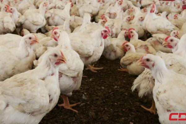 PLD denuncia crisis avícola: productores pierden RD$11 por libra y consumidores pagan hasta RD$100